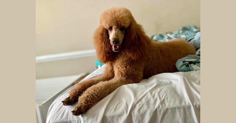 Photo of FlipFlop, a Poodle (Standard)  in Swansboro, NC, USA