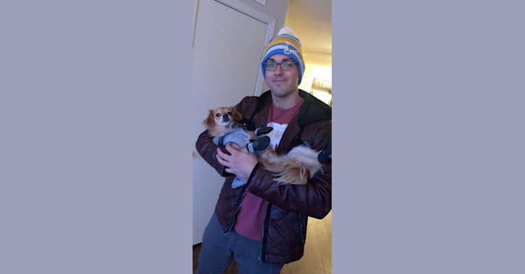 Cali Forbess, a Chihuahua and Beagle mix tested with EmbarkVet.com