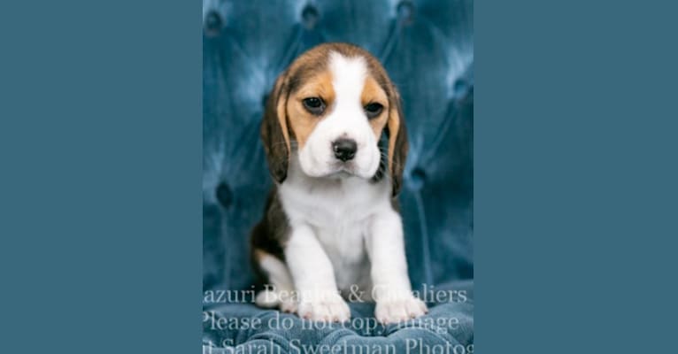 Charity, a Beagle tested with EmbarkVet.com