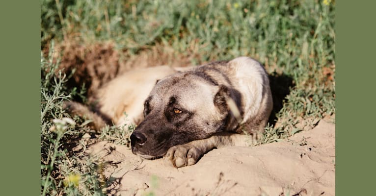 Timber, an Anatolian Shepherd Dog tested with EmbarkVet.com