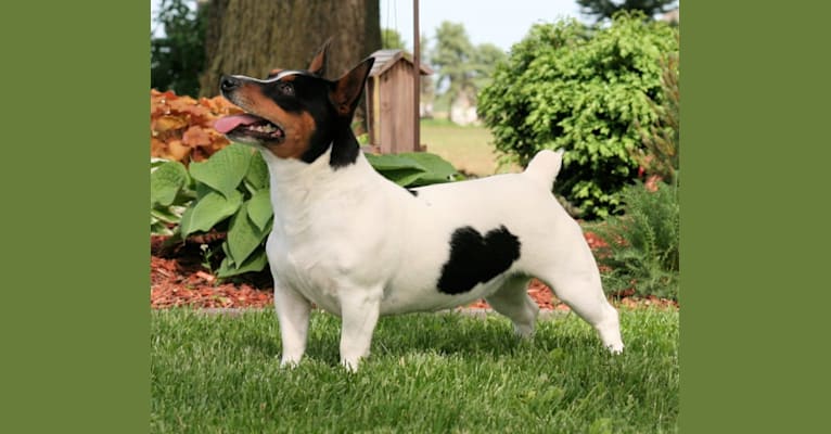 Photo of Daisy, a Teddy Roosevelt Terrier  in Newark, Illinois, USA