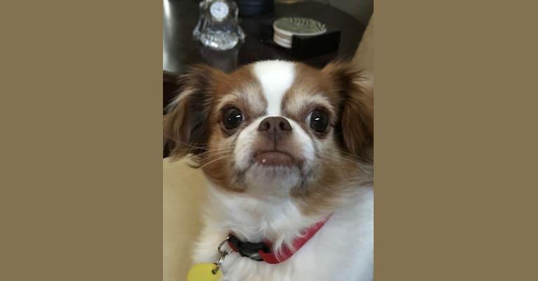 Charlie, a Chihuahua and Shih Tzu mix tested with EmbarkVet.com