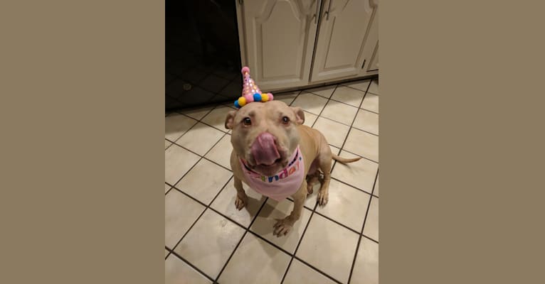 Photo of Sweetie, an American Pit Bull Terrier 