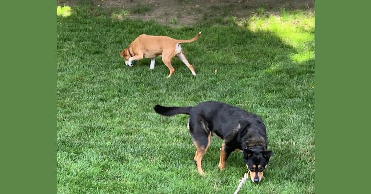 Photo of Cythera, an Australian Cattle Dog, American Pit Bull Terrier, Catahoula Leopard Dog, and Border Collie mix in Warwick, Rhode Island, USA