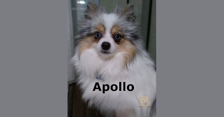 Apollo, a Pomeranian tested with EmbarkVet.com