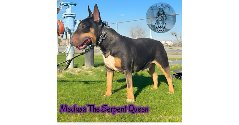 Medusa the serpent queen, a Bull Terrier tested with EmbarkVet.com