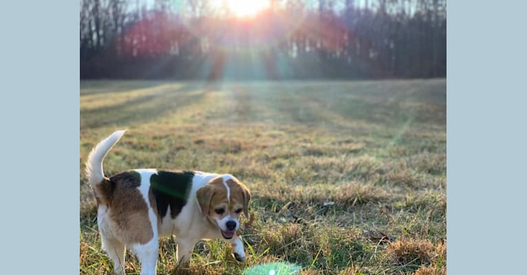Ellie, a Beagle tested with EmbarkVet.com
