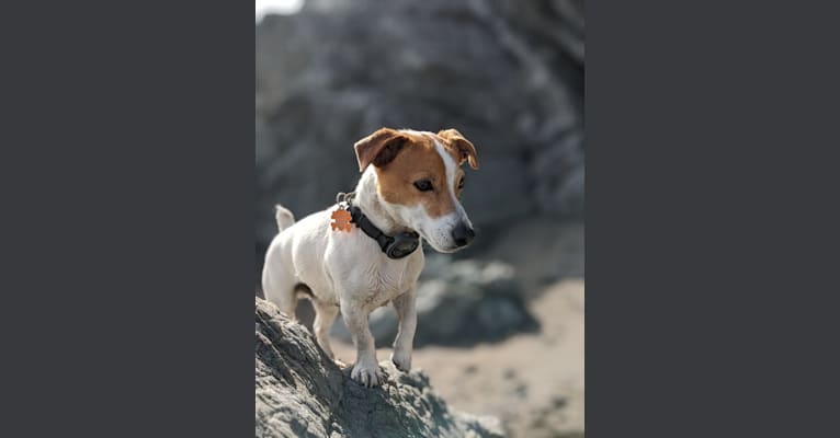 Tazil, a Russell-type Terrier tested with EmbarkVet.com