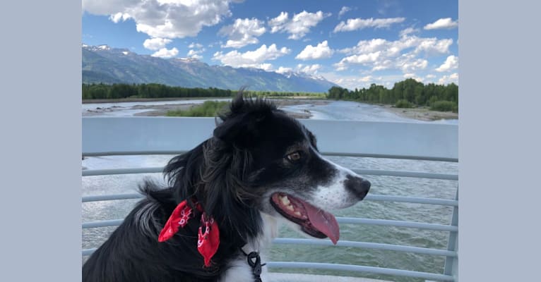 Buddy, a Border Collie tested with EmbarkVet.com