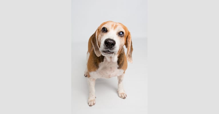 Larry, a Beagle tested with EmbarkVet.com