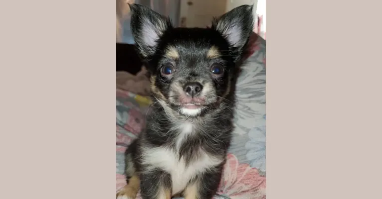 Gus Gus, a Chihuahua tested with EmbarkVet.com