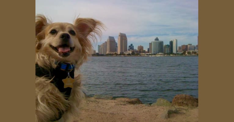 Sunny, a Cocker Spaniel and Chihuahua mix tested with EmbarkVet.com