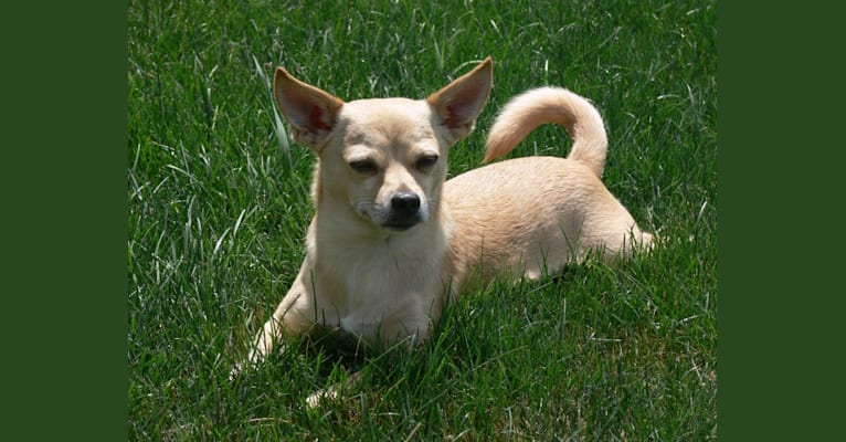 Nigel, a Shih Tzu and Miniature Pinscher mix tested with EmbarkVet.com