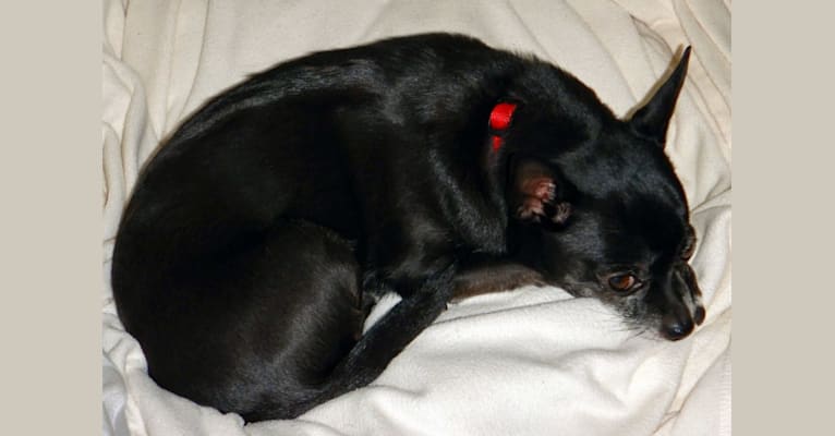 Photo of Tango, a Chihuahua  in Island Lake, Illinois, USA