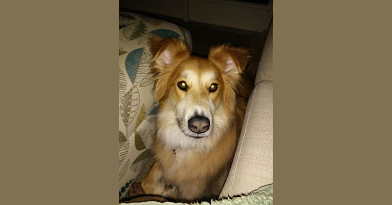 Mozart, a German Shepherd Dog and Labrador Retriever mix tested with EmbarkVet.com