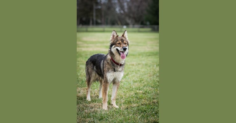 Kami, a Siberian Husky and German Shepherd Dog mix tested with EmbarkVet.com
