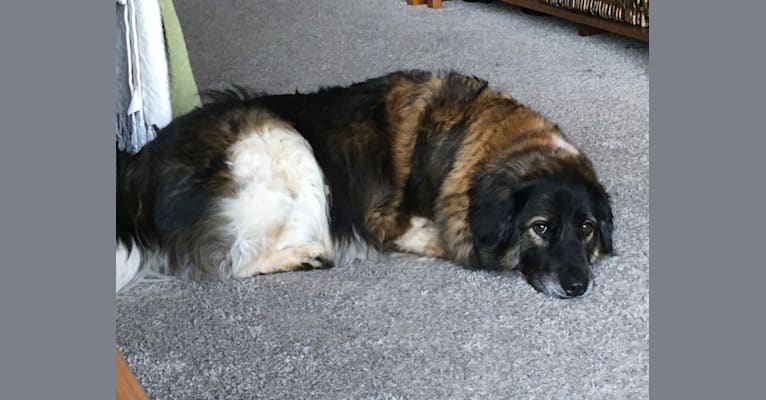 Chloe, a Labrador Retriever and German Shepherd Dog mix tested with EmbarkVet.com