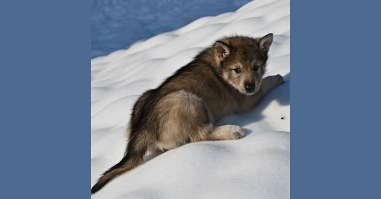 Chopper, a Siberian Husky and German Shepherd Dog mix tested with EmbarkVet.com