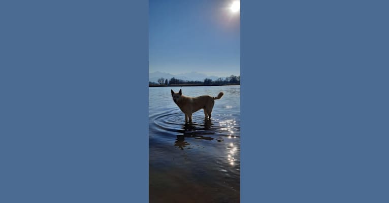 Widu, a Canaan Dog tested with EmbarkVet.com