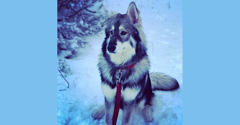 Sven, a German Shepherd Dog and Siberian Husky mix tested with EmbarkVet.com