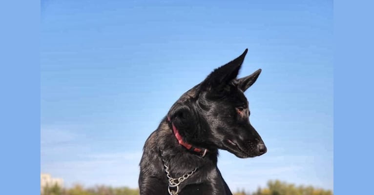 BossDog Got Your Six, a German Shepherd Dog tested with EmbarkVet.com