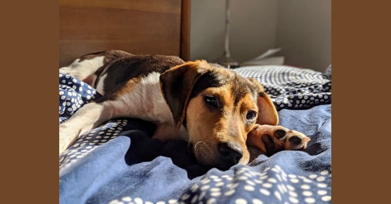 Ziggy, a Treeing Walker Coonhound and Mountain Cur mix tested with EmbarkVet.com