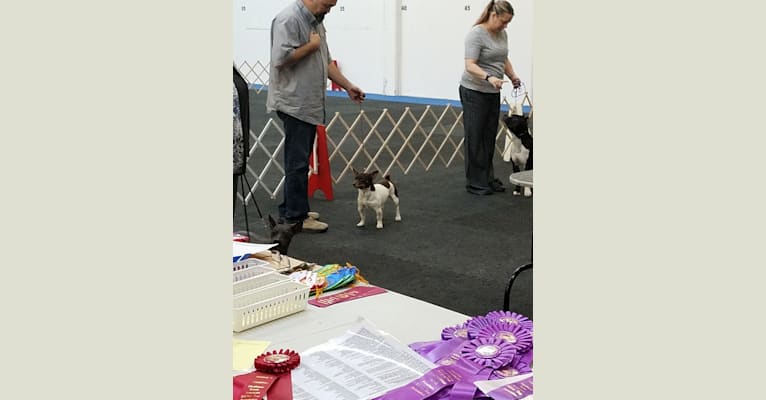 Davey, a Teddy Roosevelt Terrier tested with EmbarkVet.com