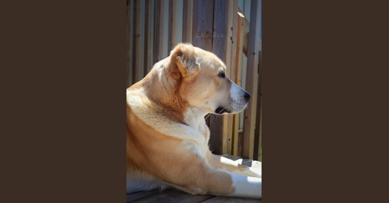 Mishka, a Central Asian Shepherd Dog tested with EmbarkVet.com