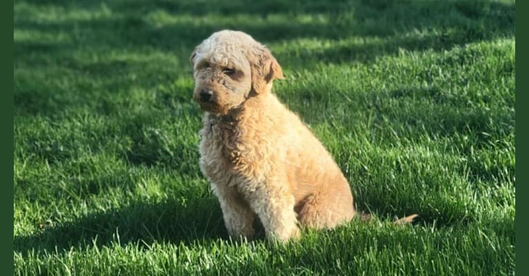 Curry, a Goldendoodle tested with EmbarkVet.com