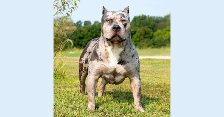 MISFIT’S HAYSTAK, an American Bully tested with EmbarkVet.com