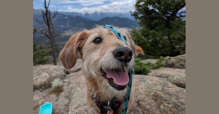 Photo of Rosie, a Basset Hound, Poodle (Small), and Rat Terrier mix in Denver, Colorado, USA