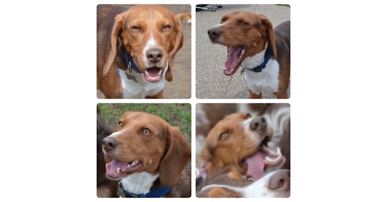 Photo of Ranger, a Beagle  in Canton, Michigan, USA