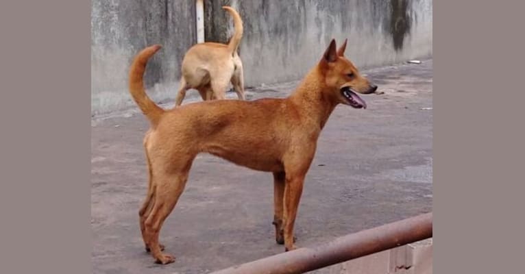 wan wan, a Formosan Mountain Dog tested with EmbarkVet.com