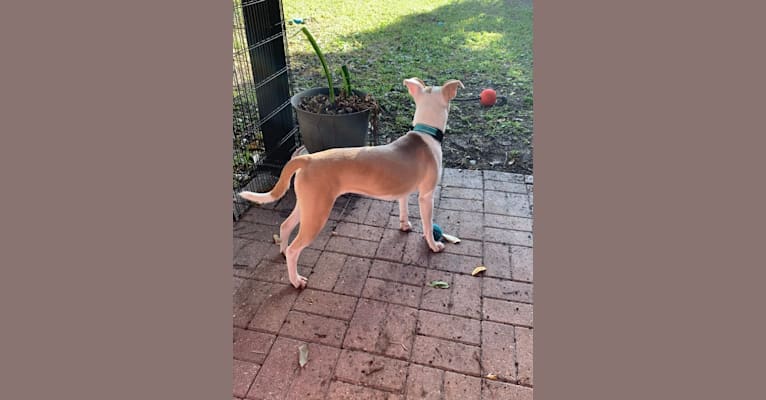 Photo of Miah, an American Pit Bull Terrier  in Palmetto, Florida, USA