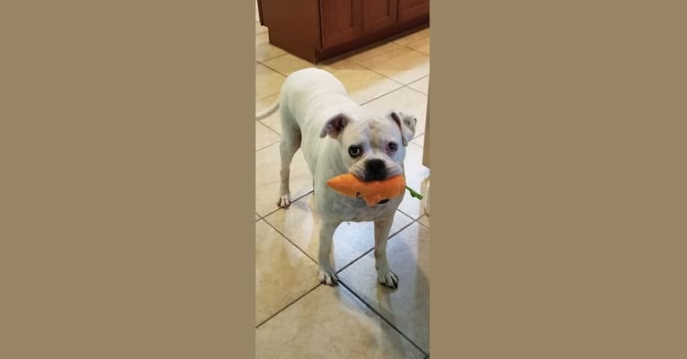 Photo of Diesel, a Boxer  in San Leon, Texas, USA
