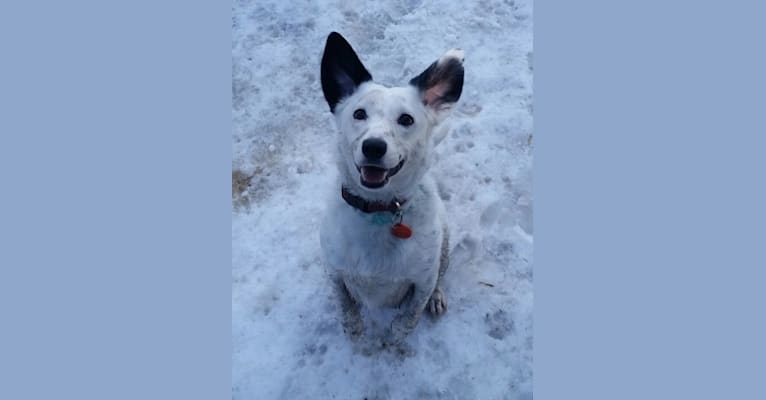 Darcy, a Dachshund and Australian Cattle Dog mix tested with EmbarkVet.com