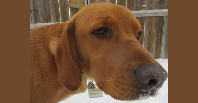 Bergy, a Labrador Retriever and Basset Hound mix tested with EmbarkVet.com