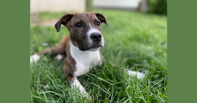 Photo of Theodora, an American Pit Bull Terrier, American Staffordshire Terrier, Labrador Retriever, and Chow Chow mix
