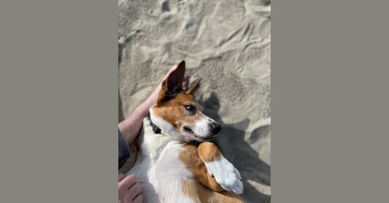 Luna, a Staffordshire Terrier and Labrador Retriever mix tested with EmbarkVet.com