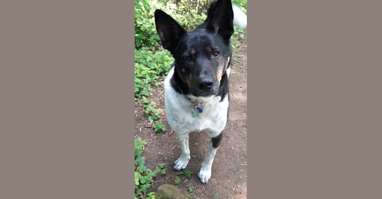 Embark Dog DNA Test Breed