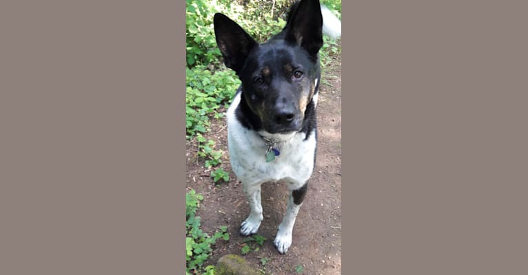 Nautilus, an Akita and Treeing Walker Coonhound mix tested with EmbarkVet.com