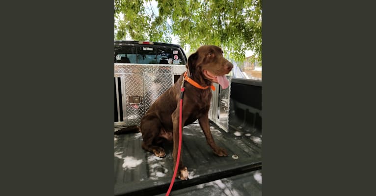 Ranger, a Labrador Retriever tested with EmbarkVet.com