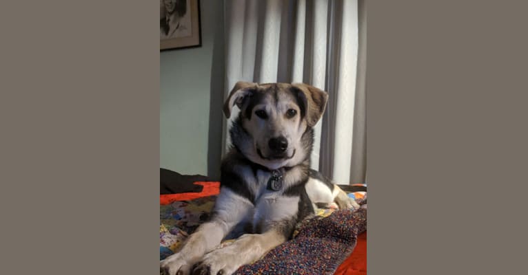 Finn, an Alaskan Malamute and Beagle mix tested with EmbarkVet.com