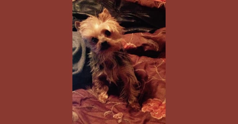 Bitty, a Yorkshire Terrier tested with EmbarkVet.com