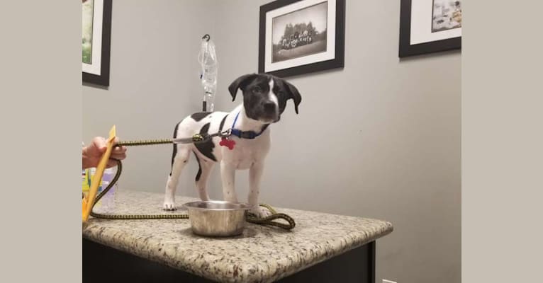 Photo of PATIENCE, a Labrador Retriever, American Pit Bull Terrier, Australian Cattle Dog, and American Foxhound mix in Metairie, Louisiana, USA
