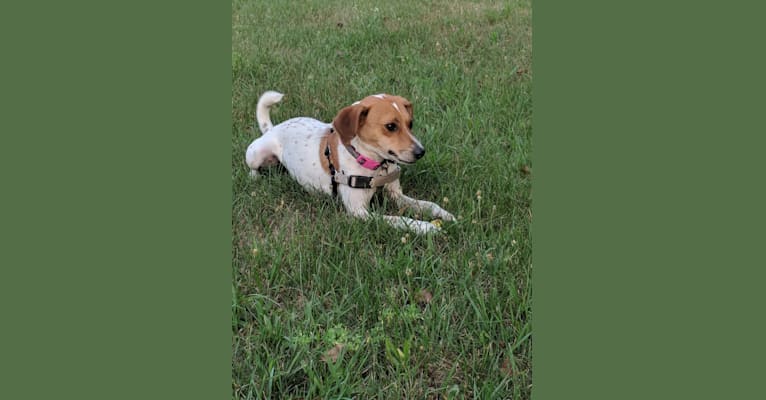 Yooper, a Beagle and Black and Tan Coonhound mix tested with EmbarkVet.com