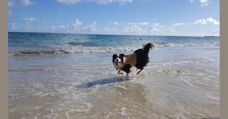 Kida, a Border Collie tested with EmbarkVet.com