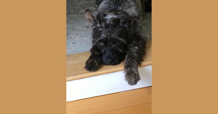 Watson, a Miniature Pinscher and Staffordshire Terrier mix tested with EmbarkVet.com
