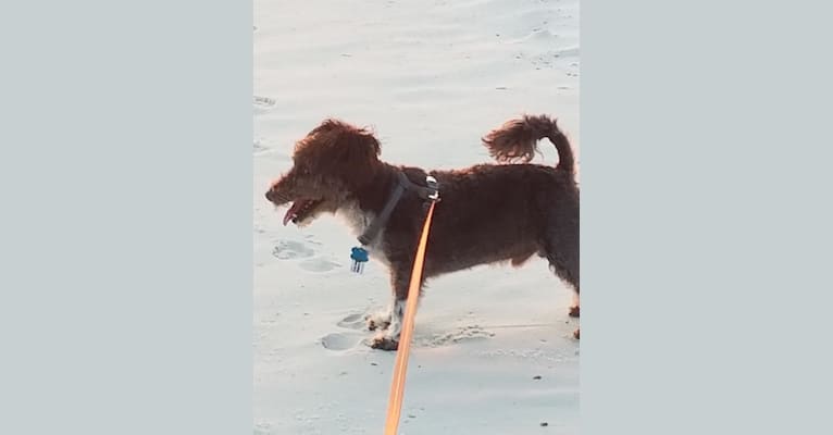 Sharky, a Bichon Frise and Scottish Terrier mix tested with EmbarkVet.com