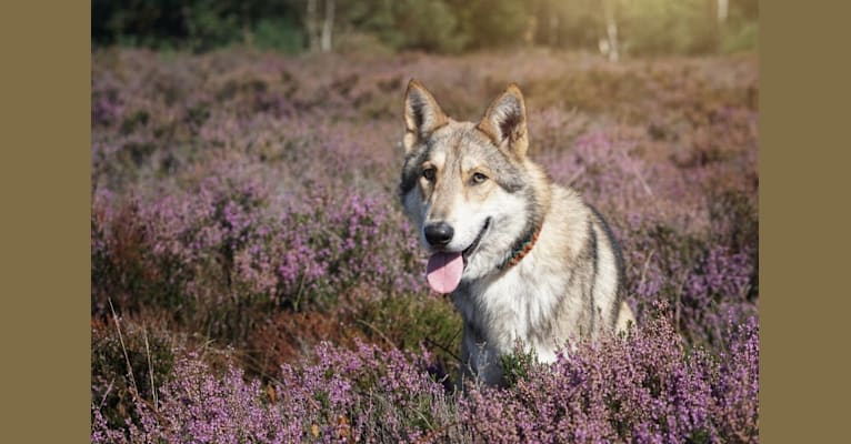 Joris, a Saarloos Wolfdog tested with EmbarkVet.com